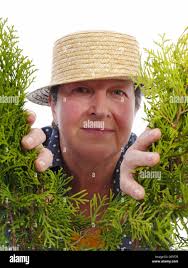 Thuja trees hi-res stock photography and images