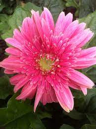 Pin By Sivaji Raju On Gerbera Daisies Gerbera Daisy Flowers Flower Garden