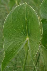 Image result for Limnophyton angolense