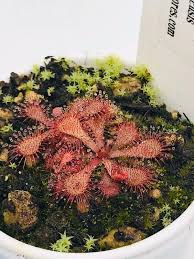 Image result for Drosera natalensis
