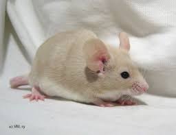 Hiiret Fi Breeding Pet Mice Cute Animals Fancy Mouse