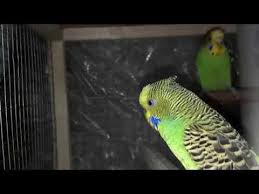 How To Take Care Of A Budgie In Summer How To Care For A Bird Urdu Hindi Youtube Budgies Growing Ginger Growing Mint