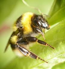 Image result for Bombus jonellus