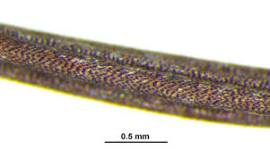 Image result for Bidens biternata