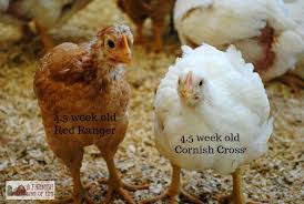 Cornish Cross Vs Red Rangers Our Meat Bird Experiment A