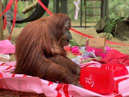 She was confiscated in june 2018 from a small village. Orangutan Granted Personhood Turns 34 Makes New Friend