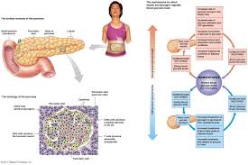 Endocrine Function Of Pancreas Endocrine Endocrine System Pancreas