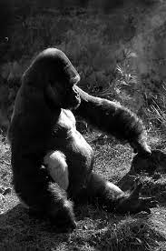 Quito At The Jacksonville Zoo And Gardens Jacksonville Zoo Gorilla Silverback Gorilla