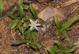Image result for Xerophyta humilis