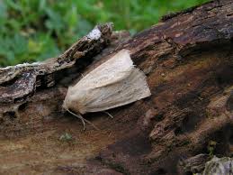 Image result for Photedes extrema