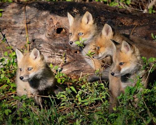 The Foxes of Bombay Hook NWR — Bill Reichhardt Photography