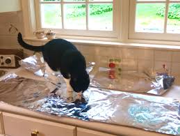 A cat's love of high places is natural, but when it comes to the kitchen counter, it can be dangerous. 720 ×œ×'×Ÿ ×ž×©×•×œ×© Keep Cat Off Counter With Foil Up To 74 Off