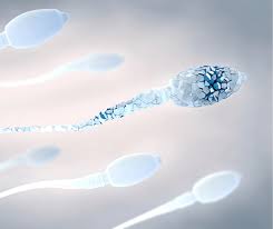 Oat Syndrom Oligoasthenoteratozoospermie Was Ist Das