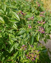 Image result for Millettia