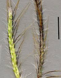Image result for Dichanthium sericeum