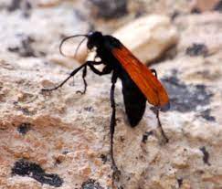 Check spelling or type a new query. Large Black Wasp With Orange Red Wings Pepsis Black Wasp Orange Wings Red Orange