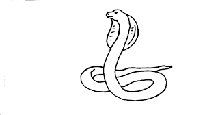 Snakes are legless reptiles with scaly tubular bodies tapering toward the tail, lidless eyes, and venomous fangs. How To Draw Snake King Cobra In Easy Steps Advanced Lesson Youtube