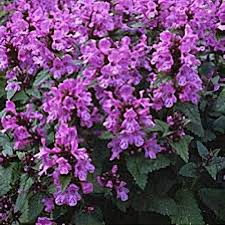 Image result for Tristachya superba