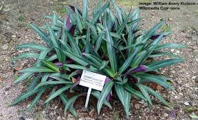 It needs bright light to maintain its colour this is quite a tall plant, reaching up to 30cm, and over time it forms large clumps from shots growing from the base but it is so attractive that it makes a. Moses In Cradle Care How To Grow Moses Plant