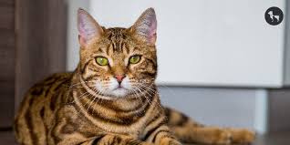 ‪30 Popular Cat Breeds In India (Updated)‬‏
