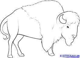 How To Draw A Bison Step 9 Bison Art Buffalo Art Buffalo Painting