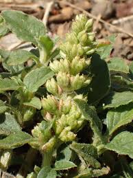 Image result for Amaranthus deflexus