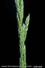 Image result for Eriochloa