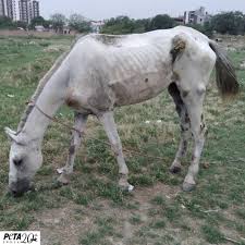 Image result for Glanders