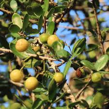 Image result for Elaeodendron transvaalense