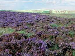 A Lot Of Different Plants And Flowers Grow In Ireland S Bogs The Most Noticeable Is Heather Common Heather And Bell Heather Bog Plants Different Plants Bogs