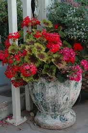 Container Garden With Geraniums Container Garden Design Container Gardening Geraniums Red