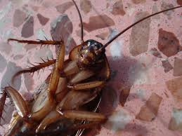 Truly nolen has more than 80 years of experience bringing environmentally responsible and affordable pest control to many neighborhoods, just like our founder truly wheatfield nolen intended. Cockroach Exterminator Affordable Pest Technicians Sioux Falls Sd