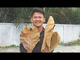 Masyaallah alhamdulillah bisa makan ala jogja lagi🧡 kt. Khasiat Daun Jati Kering Untuk Ikan Cupang Ikan Hias Youtube