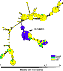 Texpert pest does major commercial pest control against roaches and rats. Monitoring Of The Field Application Of Metarhizium Anisopliae In Brazil Revealed High Molecular Diversity Of Metarhizium Spp In Insects Soil And Sugarcane Roots Scientific Reports