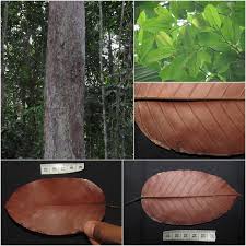 Image result for Dipterocarpaceae