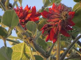 Image result for Erythrina baumii