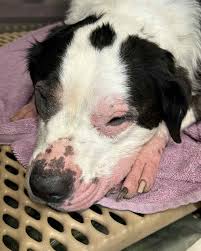 Image result for scrotum dog skin peeling