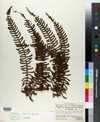 Image result for Amauropelta bergiana