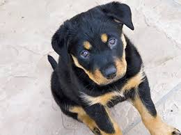 Huge black rottweiller or lab. Pin By Cindy Castillo On Puppy Rottweiler Mix Rottweiler Mix Puppies Puppies