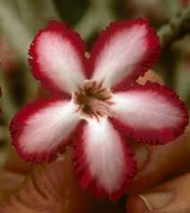 Image result for Adenium multiflorum