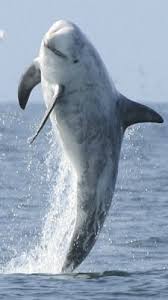 Risso S Dolphin Found In Tropical Parts Of The Indian Pacific Atlantic Oceans The Persian Gulf Mediterranean Ocean Creatures Sea Creatures Sea Mammal