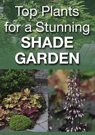 Another Example Of A Beautiful Shade Garden Shade Garden Plants Shade Plants Shade Garden