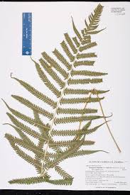 Image result for Christella hispidula