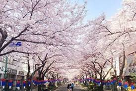 Korea Tourism Organization Indonesia Article
