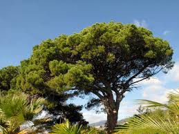 Wir importieren pinus pinea direkt aus italien. Pinie Pinus Pinea