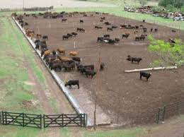 Feedlot Designs Cattle Images Cattle Ranching Cattle Corrals Beef Cattle