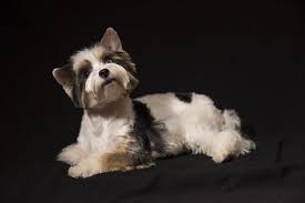 20 years of experience breeding yorkies 1 year written health guarantee Parti Yorkie Growth Weight Chart 2021 With Pictures Doggie Designer