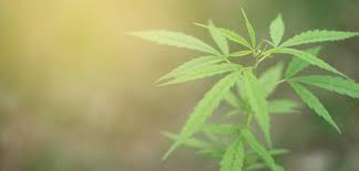 Cannabis Chronnoisseurs Are Tapping The Budding Fish