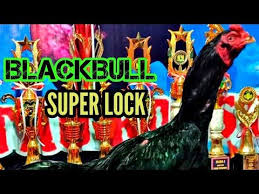 Blackbull Ayam Petarung Aduan Superlock Youtube King Thai Super Rooster