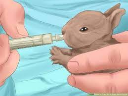 Caring For Newborn Baby Rabbits Zooh Corner Rabbit Rescue